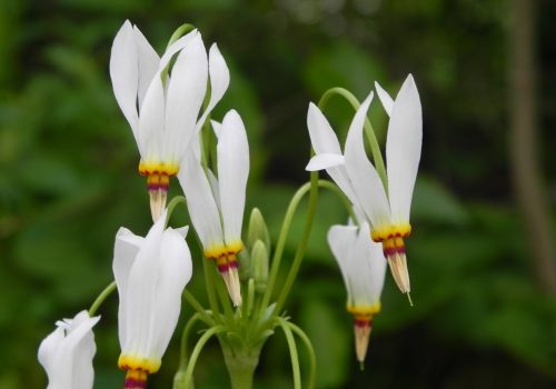 Shooting Star flowers